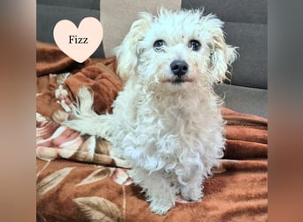 Der kleine Fizz sucht ein liebevolles Zuhause