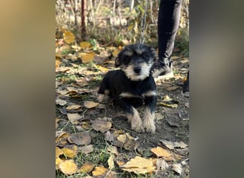 Texton - Er will nicht im Tierheim aufwachsen!