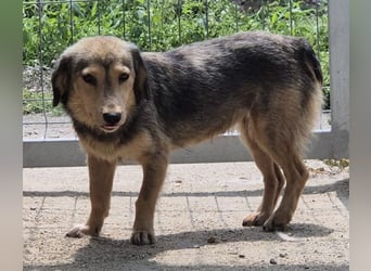 ⭐️ALINE⭐️, zarte Zuckerschnute, Hündin, 1,5 Jahre, 32 cm, Mischling, Tierschutz