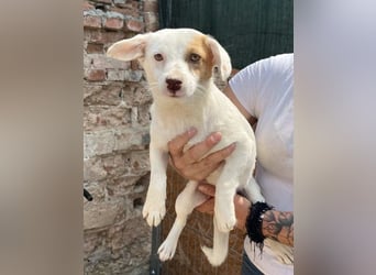 ⭐️FEE⭐️, zartes Hundemädchen, 1 Jahr, 30 cm, Mischling, Tierschutz