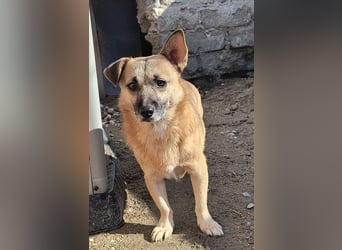 Nofell ⭐️TONI ⭐️, Rüde, 3 Jahre, 29cm, Mischling, Tierschutz Rumänien