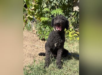 Benedek - so ein  toller Hund