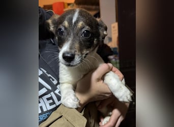 ADDI, sanfter kleiner Rüde, 3 Monate, 26 cm, Mischling, Tierschutz Rumänien