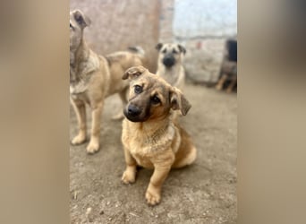 ⭐️Phaja⭐️, reizendes Mini-Mädchen, Welpe, 8 Monate, 31 cm, Mischling, Tierschutz