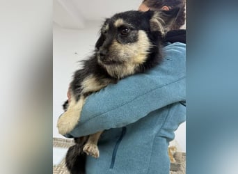 ⭐️Tahia⭐️, kleine Zottel-Maus Hündin, 2 Jahre, 30 cm, Mischling, Tierschutz