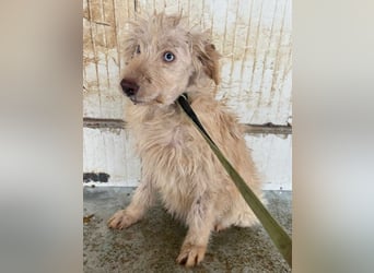 ⭐️LUMA⭐️, Hündin, 1 Jahr, 40 cm, Mischling, Tierschutz