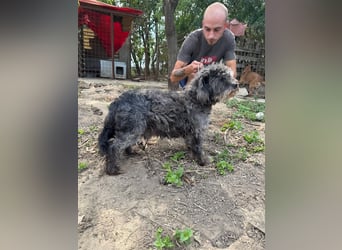 Picúr sucht ein Zuhause voller Liebe