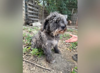 Picúr sucht ein Zuhause voller Liebe