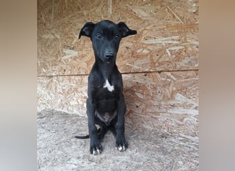 Sancho Tierschutzhund sucht ein Zuhause