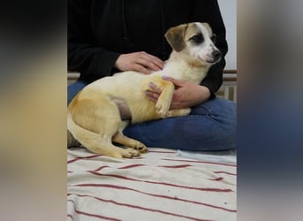⭐️WIBKE⭐️, zarte Dame, 1 Jahr, 25 cm, Mischling, Tierschutz Rumänien
