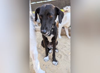 Zauberhafte Sophie wartet in Portugal auf unserem Tierschutzhof!