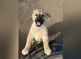 Kleiner Schatz Nash sucht großes Glück