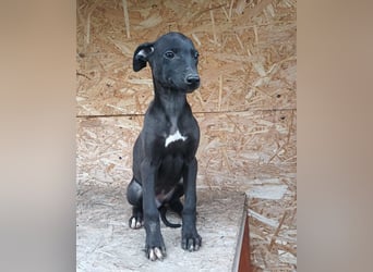 Suki Tierschutzhund sucht  ein Zuhause