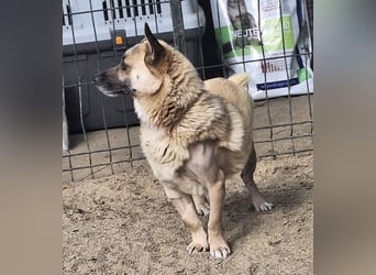 Nofell ⭐️TONI ⭐️, Rüde, 3 Jahre, 29cm, Mischling, Tierschutz Rumänien