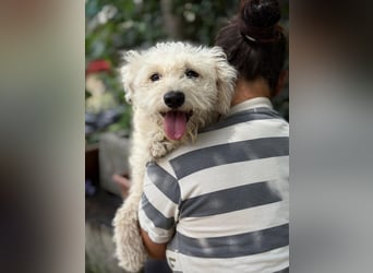 Maggie sucht ein ruhiges Zuhause
