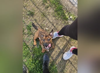 Gazsi sucht seine Menschen