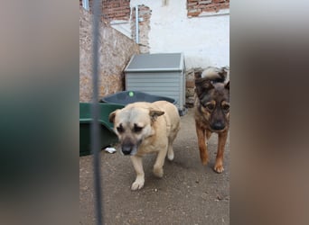 TONI, verschmustes Notfellchen, 3 Jahre, 29 cm, Mischling, Tierschutz Rumänien