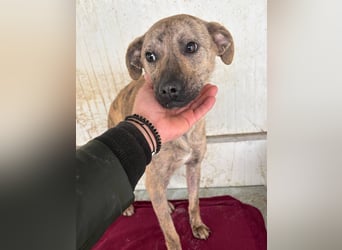 ⭐️LIV⭐️, Hündin, 1 Jahr, 40 cm, Mischling, Tierschutz
