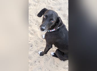 Zauberhafte Sophie wartet in Portugal auf unserem Tierschutzhof!