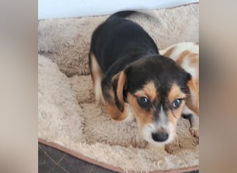 Yuki - kleiner Mann auf der Suche nach seinem Glück