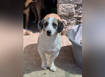 ⭐️BROOKE⭐️, Hündin, 1,5 Jahre, 32 cm, Mischling, Tierschutz