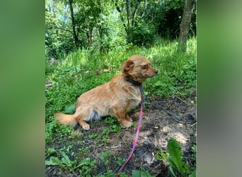 Lina Tierschutzhund sucht ein Zuhause