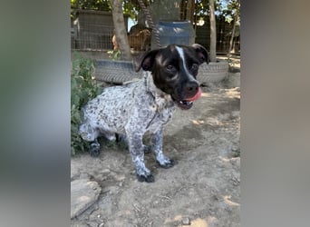 Rocky sucht sein Für Immer Zuhause