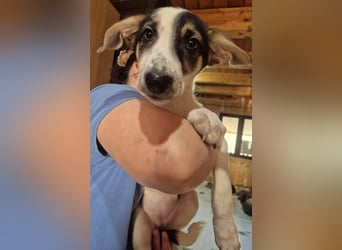 Welpenhündin 273768 möchte gerne zu DIR reisen