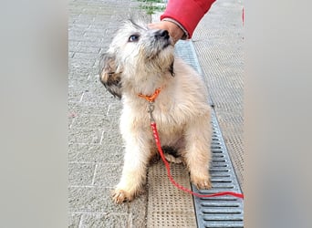 Welpe Florence möchte Rumänien schnell verlassen