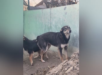 ⭐️ONYA⭐️, Hündin, fast 3 Jahre, 40 cm, Mischling, Tierschutz