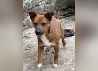 ⭐️Gin⭐️, niedlicher Mini, Rüde, 3 Jahre, 29 cm, Mischling, Tierschutz