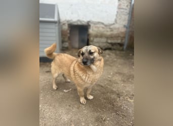 TONI, verschmustes Notfellchen, 3 Jahre, 29 cm, Mischling, Tierschutz Rumänien