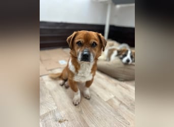 ⭐️TAC⭐️, neugieriger Rüde, 2 Jahre, 35 cm, Mischling, Tierschutz