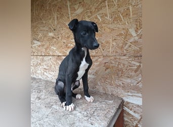 Sonic Tierschutzhund sucht ein Zuhause