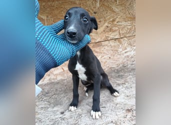 Smartie Tierschutzhund sucht ein Zuhause