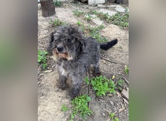 Picúr sucht ein Zuhause voller Liebe