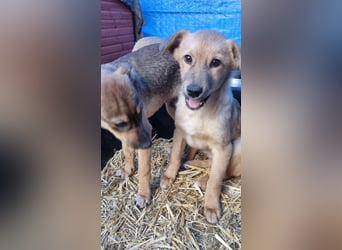 ⭐️ARMANI⭐️, Rüde, 8 Monate, 25 cm, Mischling, Tierschutz