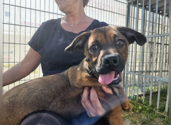 Gazsi sucht seine Menschen