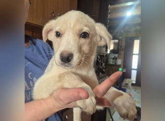 Hier komme ich - Welpenrüde 273770