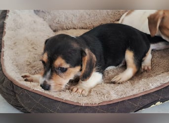 Yuki - kleiner Mann auf der Suche nach seinem Glück