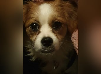 ANA - auf Pflegestelle in 52355 Düren