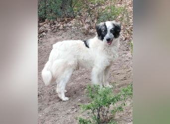 ⭐️RIKY⭐️, Rüde, 2 Jahre, 35 cm, Mischling, Tierschutz