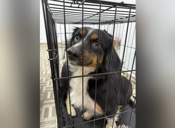 ⭐️Felice⭐️, gelassene, kleine Hündin, 1,5 Jahre, 30 cm, Mischling, Tierschutz