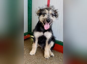 Kleiner Schatz Ozzy sucht großes Glück