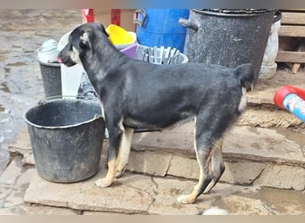 ⭐️ONYA⭐️, Hündin, fast 3 Jahre, 40 cm, Mischling, Tierschutz