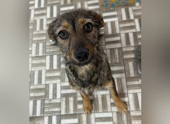 ⭐️ Alexa⭐️, liebevolles Hundekind, 10 Monate, 36 cm, Mischling, Tierschutz