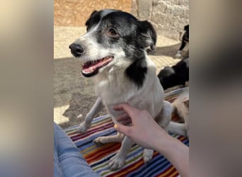MARENA, anhängliche Hündin, 3 Jahre, 39 cm, Mischling, Tierschutz