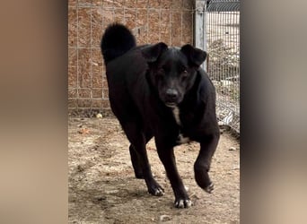 ⭐️RANA⭐️, Hündin, 4,5 Jahre, 38 cm, Mischling, Tierschutz