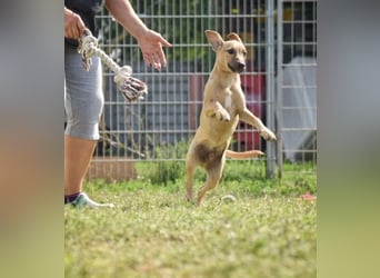 kleine Maus Fura sucht ihr Glück