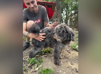 Picúr sucht ein Zuhause voller Liebe